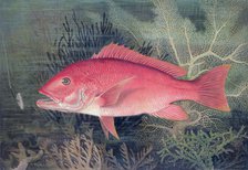 Red Snapper, 1878. Artist: SA Kilourne