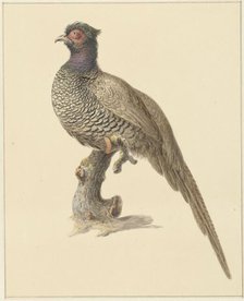 Hunting pheasant, 1759-1842. Creator: Pieter Bartholomeusz. Barbiers.