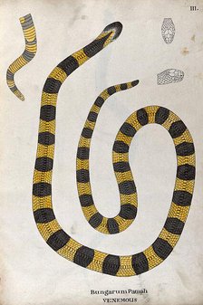 A poisonous snake, yellow in colour, with broad grey cross-banded markings: includes a ..., 1795. Creator: Patrick Russell.