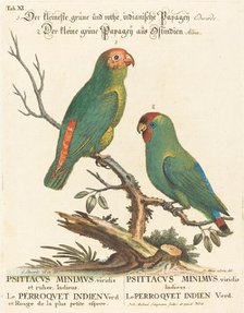 Parrot (Le Perroquet Indien. Psittacus Minimus). Creator: Johann Michael Seligmann.