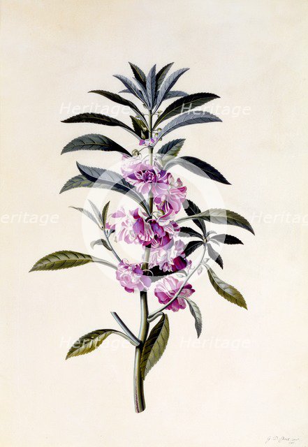 Garden Balsam (Impatiens Balsamina), c. 1746 (hand coloured engraving). Creator: "Georg Dionysius Ehret (1710 - 70); Ehret, Georg Dionysius (1710-1770)".