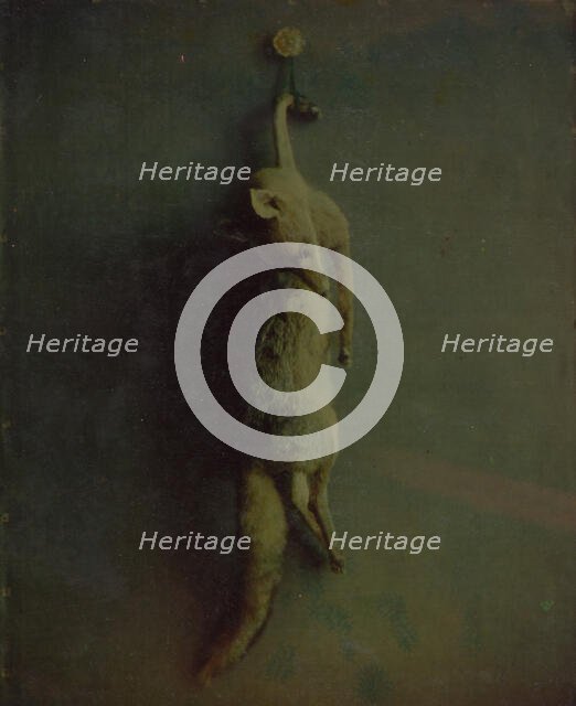 Fox, ca. 1870. Creator: Louis Ducos Du Hauron.