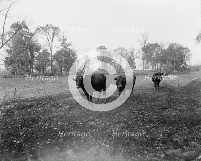 Cow pasture, Mt. Clemens, between 1880 and 1899. Creator: Unknown.