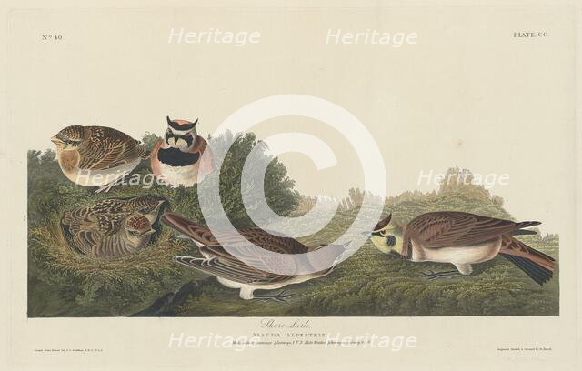 Shore Lark, 1834. Creator: Robert Havell.