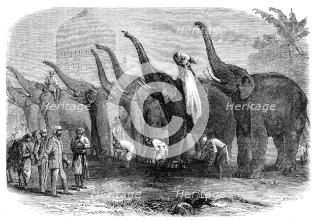 A squad of elephants saluting the Commandant at Dinapore, India, 1864. Creator: Mason Jackson.