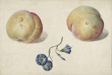 Two peaches and a flower, 1792-1861. Creator: Georgius Jacobus Johannes van Os.