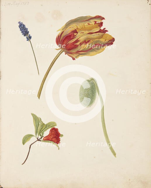 Study of tulip and other flowers, 1750. Creator: Fosie, Johanna Marie (1726-1764).
