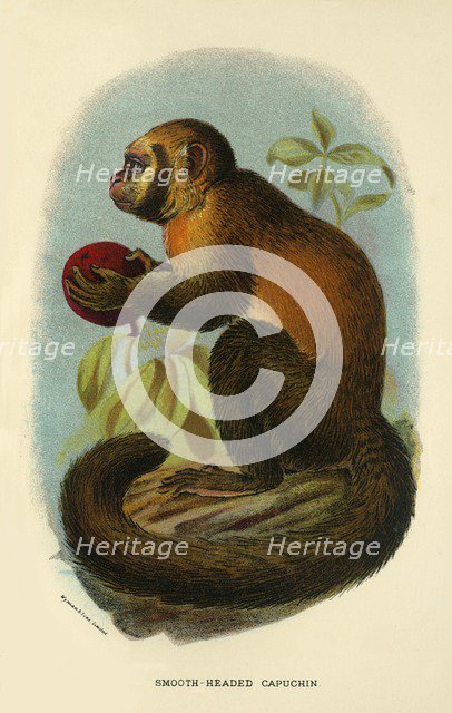 'Smooth-Headed Capuchin', 1896. Artist: Henry Ogg Forbes.