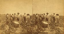 Cotton picking no. 3. [Group posing in the field with bale of cotton in foreground], (1868-1900?). Creator: O. Pierre Havens.