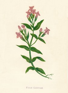 'Field Gentian', c1891, (1891). Artist: Anne Pratt.