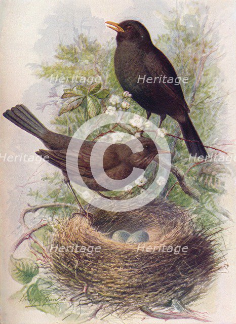 'Blackbird - Tur'dus mer'ula', c1910, (1910). Artist: George James Rankin.