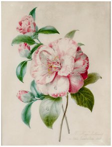 Camellia branch, 1848. Creator: Lallemand, Adélaïde (1817-1883).