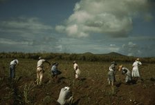 Cultivating sugar cane on the Virgin Islands Company land, vicinity of Bethlehem, St. Croix, 1941. Creator: Jack Delano.