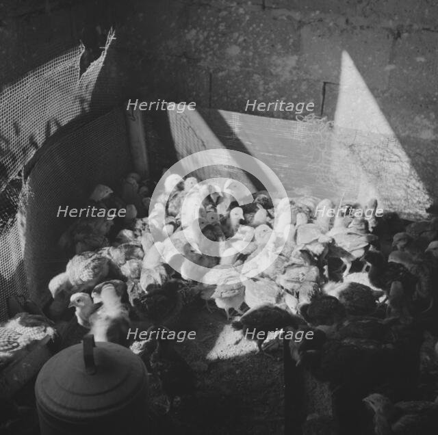 Bethune-Cookman College, Daytona Beach, Florida, 1943. Creator: Gordon Parks.