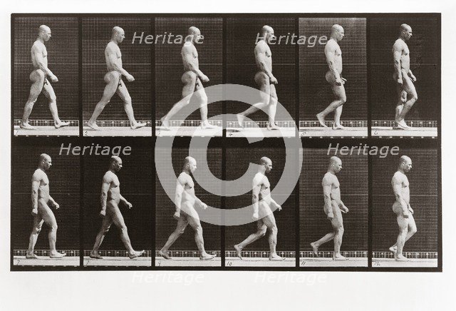 Man walking, Plate 6 from Animal Locomotion, 1887 (photograph)