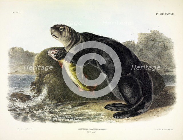 Sea Otter, Enhydra Marina, 1845.