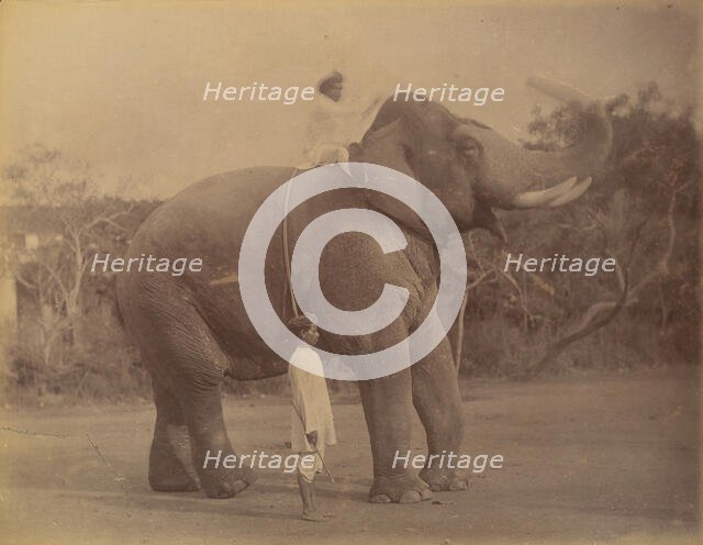 The Great Elephant Saluting, 1885-1900. Creator: Lala Deen Dayal.