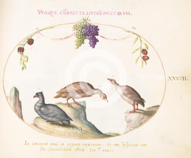 Animalia Volatilia et Amphibia (Aier): Plate XLII, c. 1575/1580. Creator: Joris Hoefnagel.