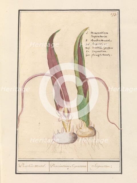 Common Dracunculus, 1596-1610. Creators: Anselmus de Boodt, Elias Verhulst.