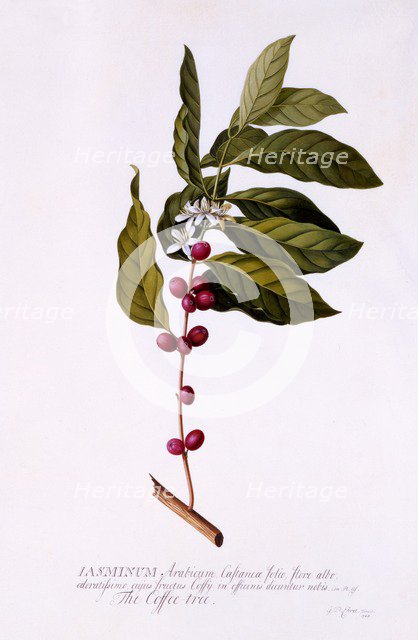 The Coffee Tree, c. 1743 (hand coloured engraving). Creator: "Georg Dionysius Ehret (1710 - 70); Ehret, Georg Dionysius (1710-1770)".