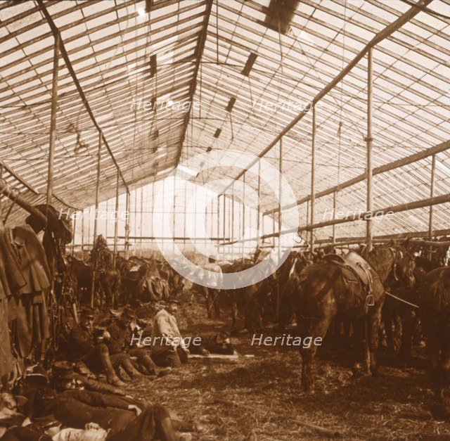 Artillery horses, c1914-c1918. Artist: Unknown.