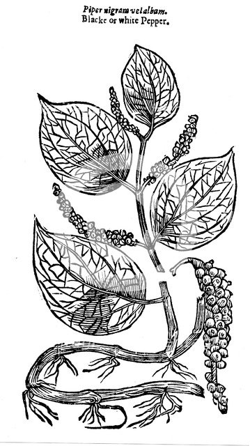 Black Pepper (Piper nigrum), 1640. Artist: Unknown