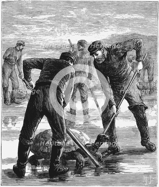 Green Turtle being caught by hunters, c1900. Artist: Unknown