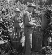 Possibly: Migratory field workers in hop field, near Independence, Oregon, 1939. Creator: Dorothea Lange.