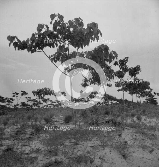 Tung oil grove near Mossy Head, Florida, 1937. Creator: Dorothea Lange.