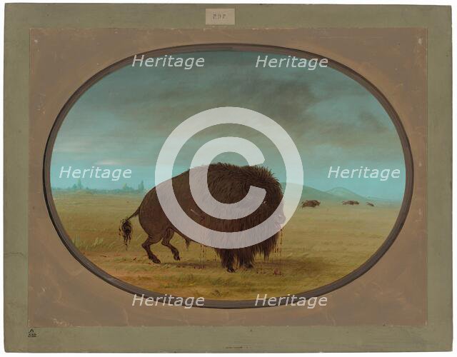 Wounded Buffalo Bull, 1861/1869. Creator: George Catlin.