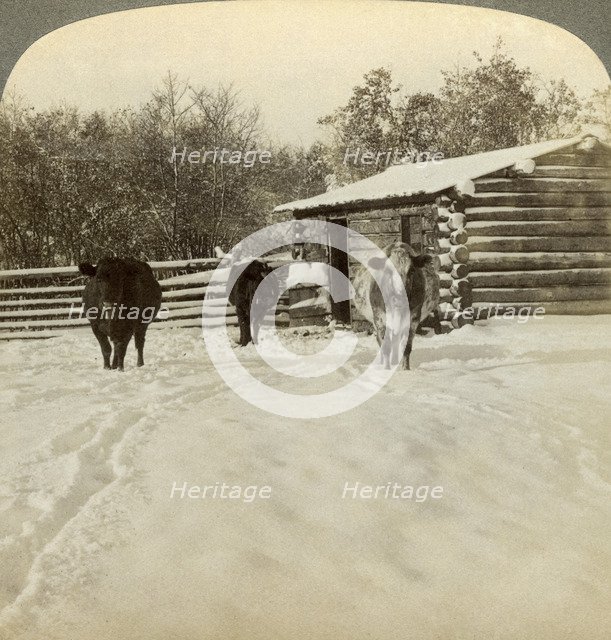 Winter on a ranch, Montana, USA.Artist: Underwood & Underwood