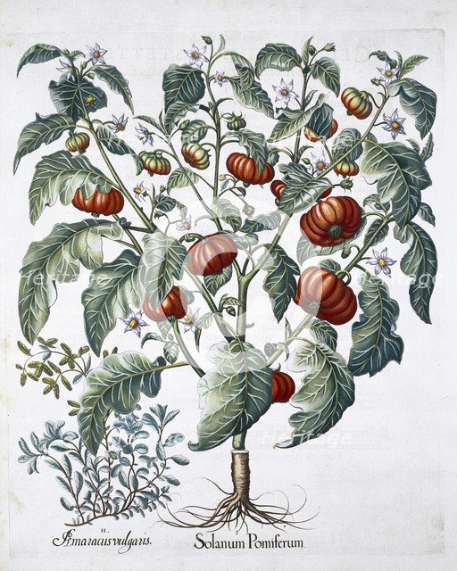 African Tomato and Marjoram plants, 1613. Artist: Unknown
