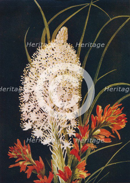 'Squaw Grass and Scarlet Paint Brush',  c1915, (1915). Artist: Emma Graham Clock.