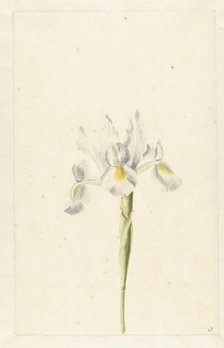 White Iris (Iris albicans), c.1674-c.1695. Creator: Circle of Pieter Withoos.