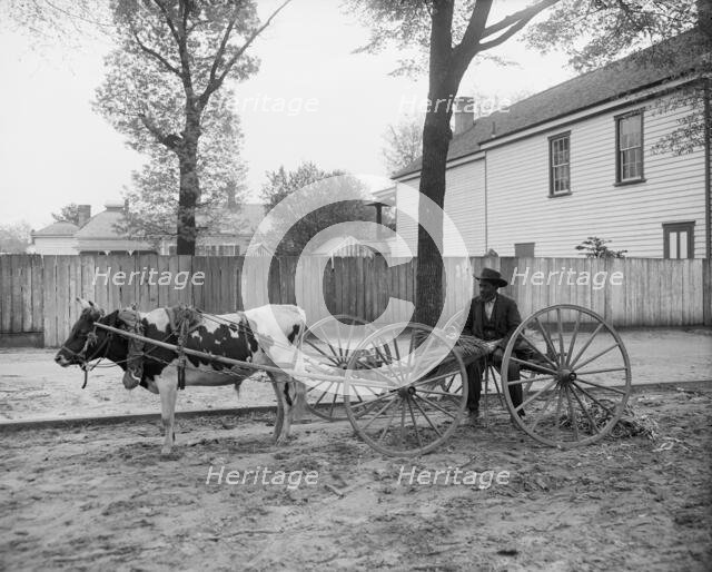 S.C. huckster, South Carolina, between 1900 and 1910. Creator: Unknown.