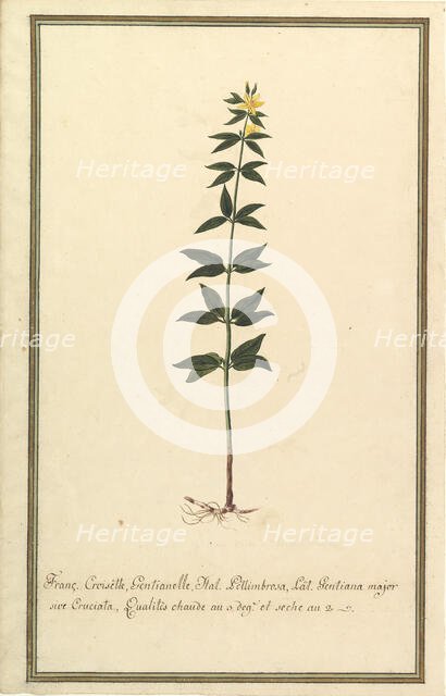 Botanical Study of a type of Yellow Gentian (genus Gentiana Major)..., ca. 1820. Creator: Anon.