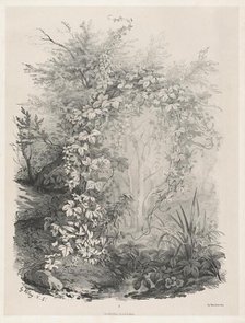 Plants and Ivies by a Stream, 1848/1849. Creator: Eugene Blery.