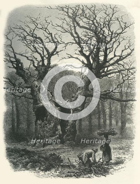 'William the Conqueror's Oak', c1870.