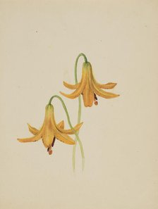 (Untitled--Flower Study), ca. 1876-1878. Creator: Mary Vaux Walcott.