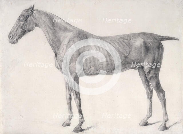 Finished study for 'The First Anatomical Table of the Muscles ... of the Horse', 1756. Creator: George Stubbs.