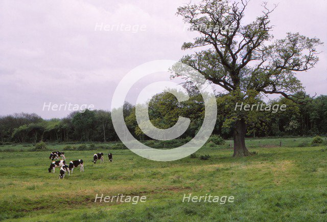 Bosworth Field. Leicestershire, England, 20th century. Artist: CM Dixon.