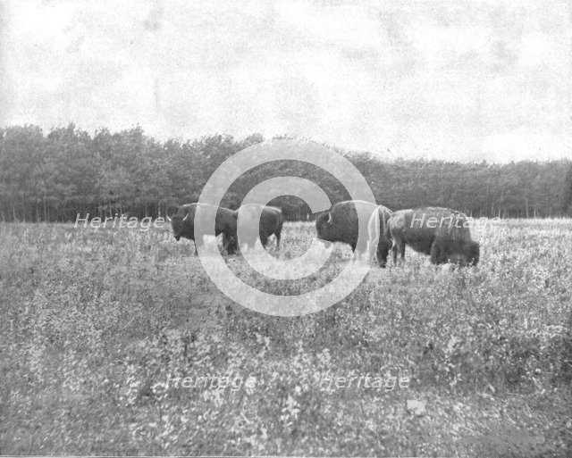 Silver Heights, Winnipeg, Canada, c1900. Creator: Unknown.