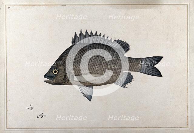 Fish, 1777-1783. Creator: Bhawani Das.