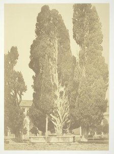 Untitled (Trees in Rome), c. 1857. Creator: Robert MacPherson.
