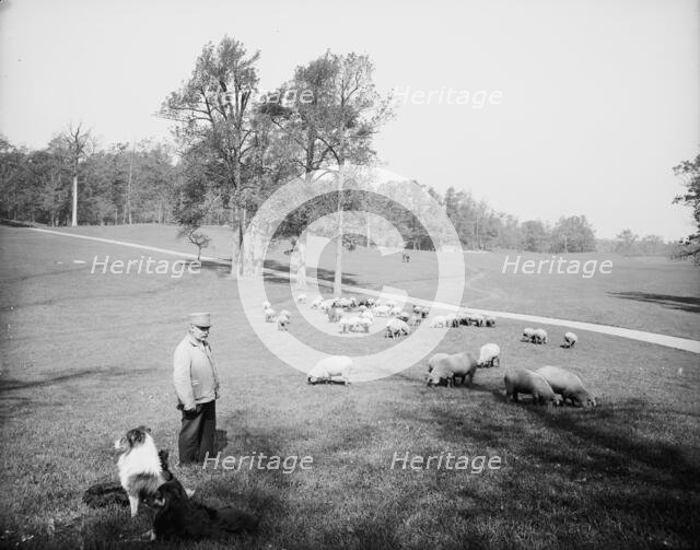 Sheep in Prospect Park, Brooklyn, N.Y., between 1900 and 1905. Creator: Unknown.