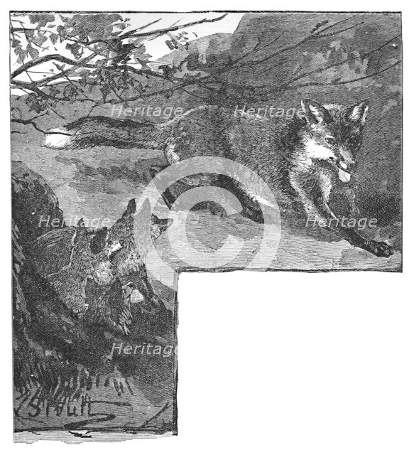 'The Fox and her Cubs', c1900. Artist: Helena J. Maguire.