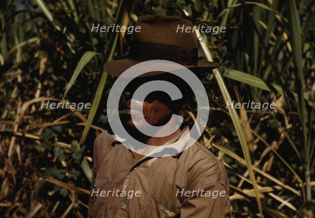 FSA borrower who is a member of a sugar cooperative, vicinity of Rio Piedras, Puerto Rico, 1942. Creator: Jack Delano.
