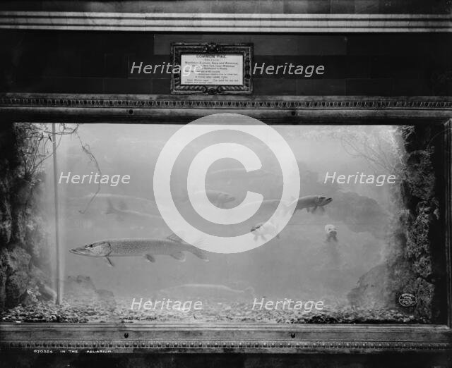 In the aquarium, c1908. Creator: Unknown.