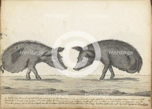 Pigs without hind legs, 1785. Creator: Jan Brandes.