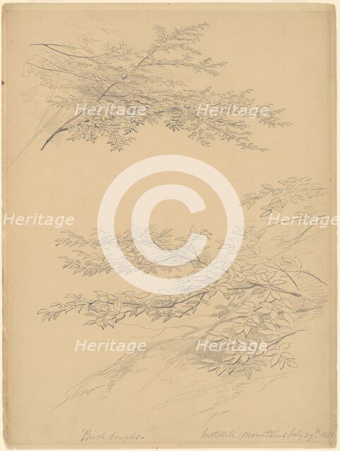 Birch Boughs, Catskill Mountains, 1856. Creator: John William Casilear.